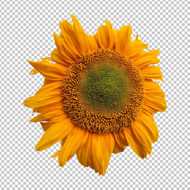 Rendering isolato girasole giallo