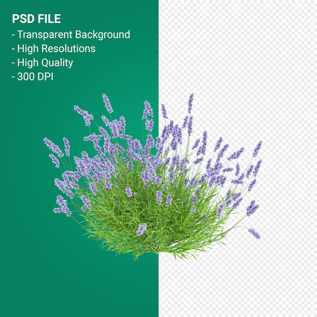 Renderização 3D da árvore Muhlenbergia Rigen isolada