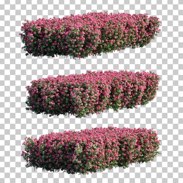 Renderização 3D de arbustos Euphorbia milii