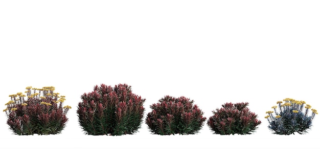 Renderização 3D de árvores SpurgeConebushes em fundo transparente