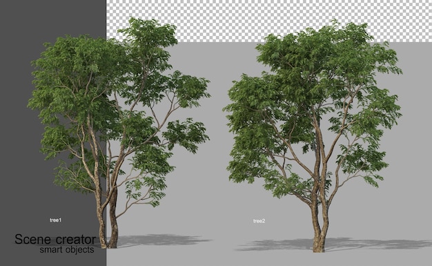 Renderização 3D de belas árvores em vários ângulos isolados