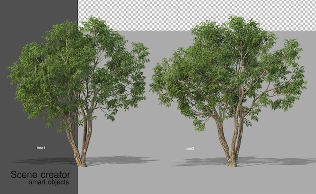 Renderização 3D de belas árvores em vários ângulos isolados