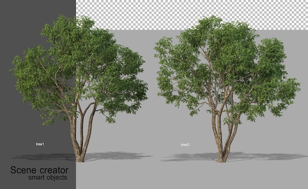 Renderização 3D de belas árvores em vários ângulos isolados