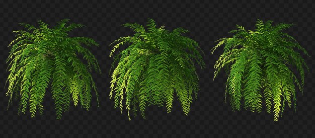 Renderização 3D de coleção isolada de samambaia suspensa