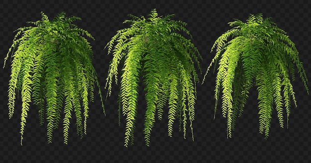 Renderização 3D de coleção isolada de samambaia suspensa