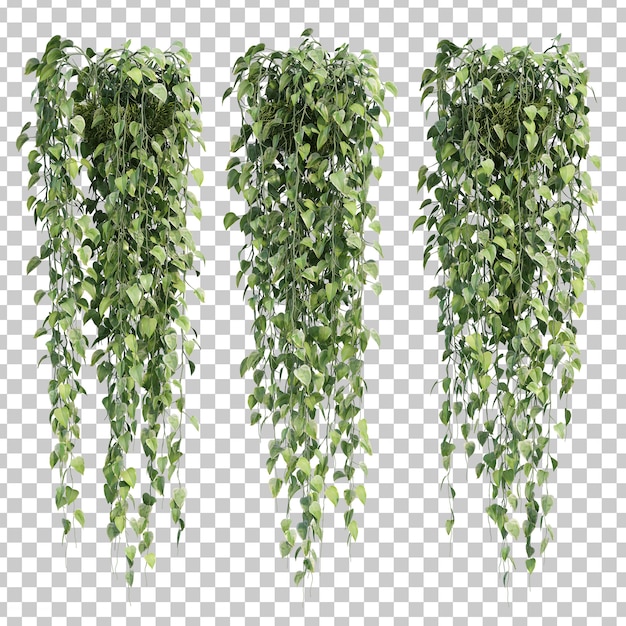 Renderização 3d de epipremnum aureum