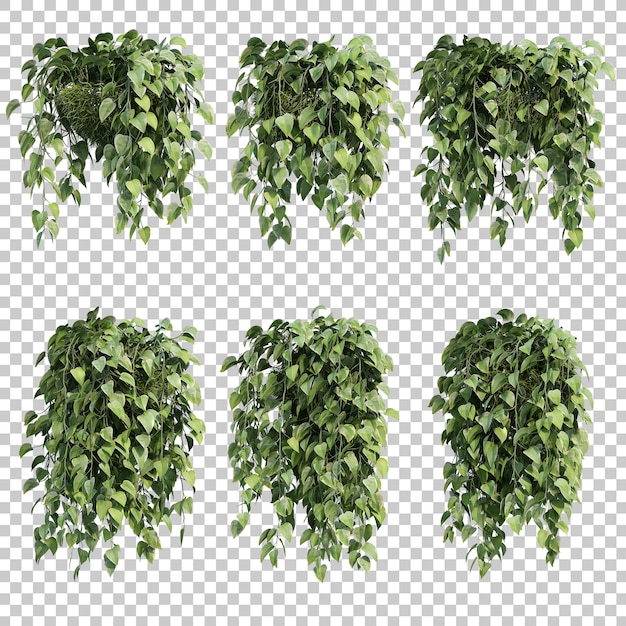 Renderização 3d de epipremnum aureum