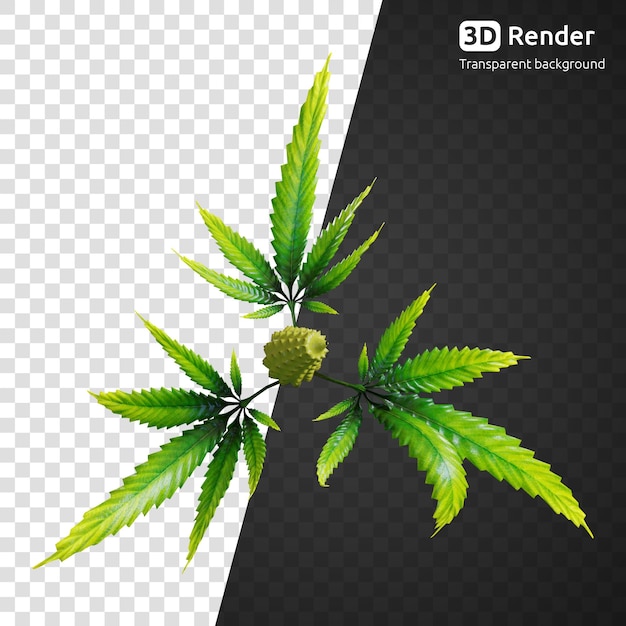 PSD renderização 3d de folha de cannabis isolada