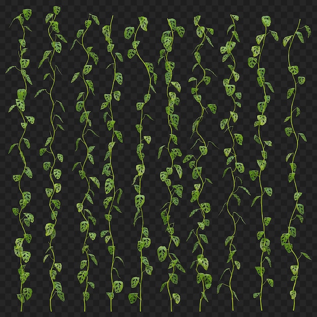 Renderização 3D de Monstera Adansonii escalando coleção isolada