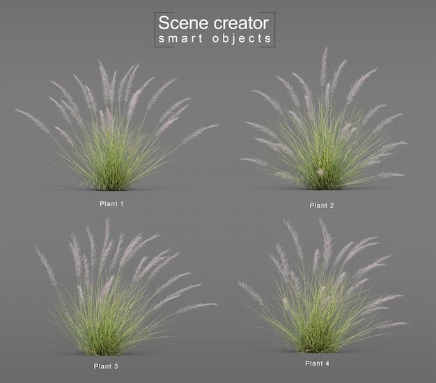 Renderização 3D de Pink Flamingo Muhly Grass