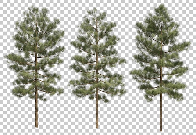 Renderização 3D de Pinus canariensis