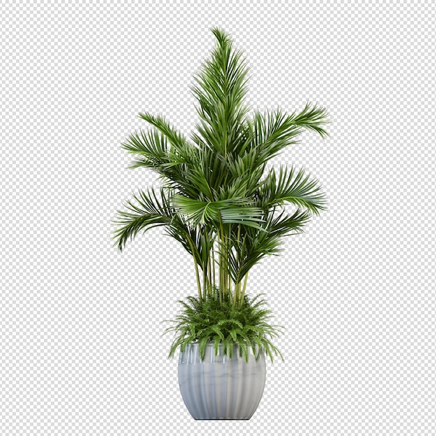 PSD renderização 3d de pinus canariensis