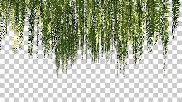 Renderização 3D de primeiro plano de samambaias penduradas isolado