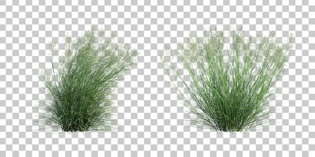 Renderização 3D de ricegrass indiano