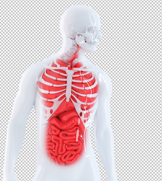 Renderização 3D de uma anatomia humana masculina