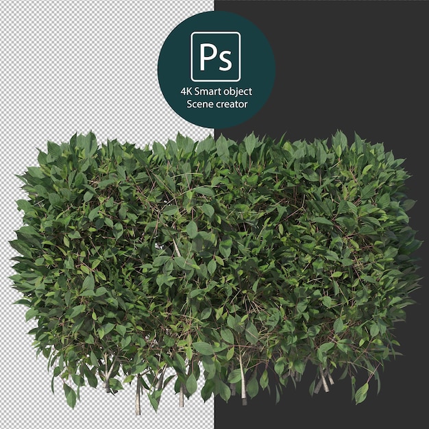PSD renderização 3d de vários tipos de arranjos de arbustos e sebes