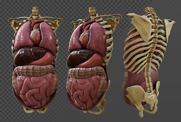 PSD renderização 3d dos órgãos internos do corpo humano vista em perspectiva de educação científica