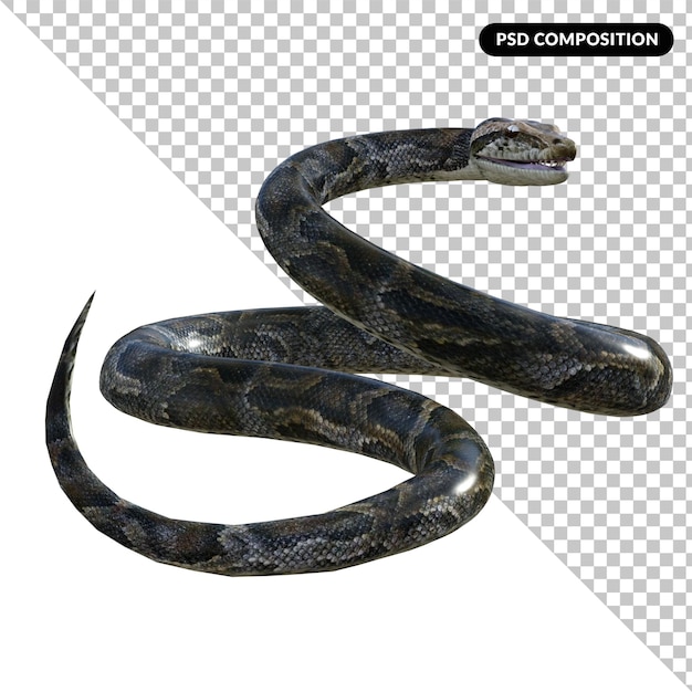 PSD renderização 3d isolada de cobra pyton