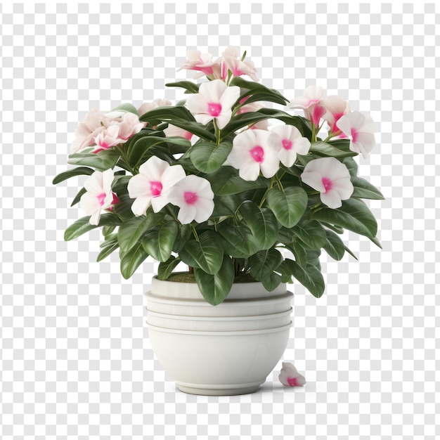 Renderização de um pequeno fundo branco fictício Impatiens Plant