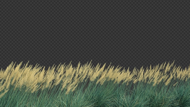 Renderização em 3D de Boulder Blue Fescue Grass soprar em primeiro plano