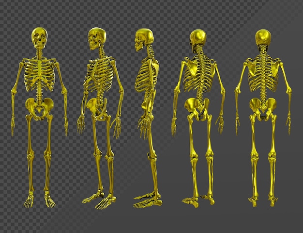 PSD renderização em 3d de ossos dourados do crânio humano vista em perspectiva de corpo inteiro