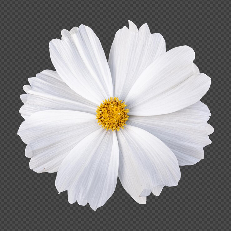 Renderização isolada da flor do cosmos branco