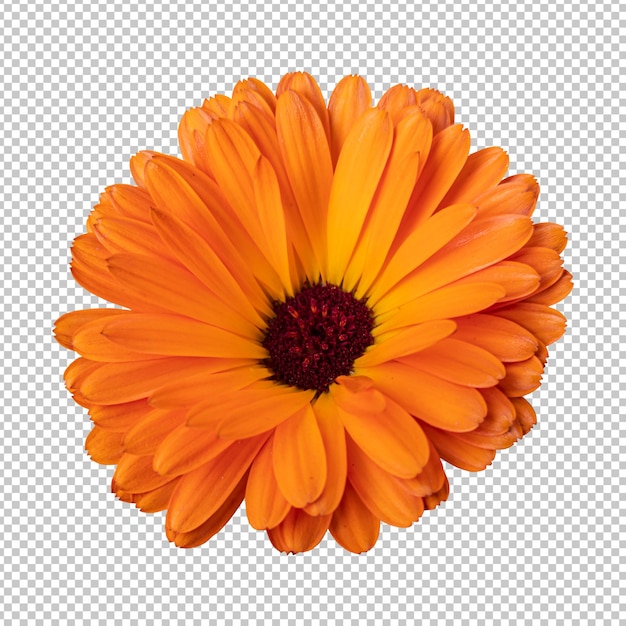 PSD renderização isolada de flor de calêndula laranja