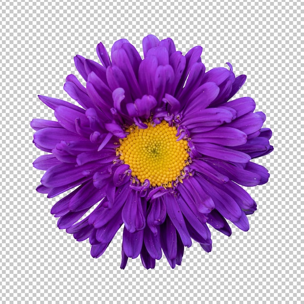 PSD renderização isolada de flor de crisântemo roxo
