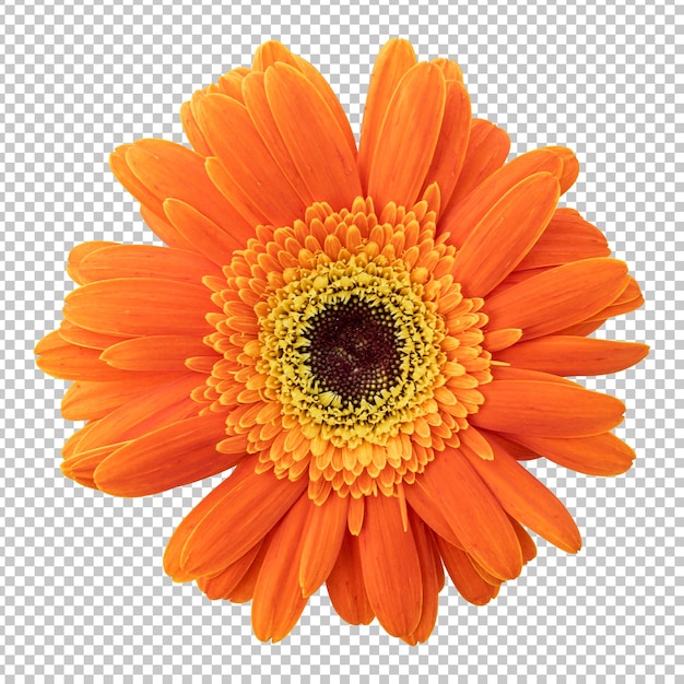 Renderização isolada de flor de gerbera laranja