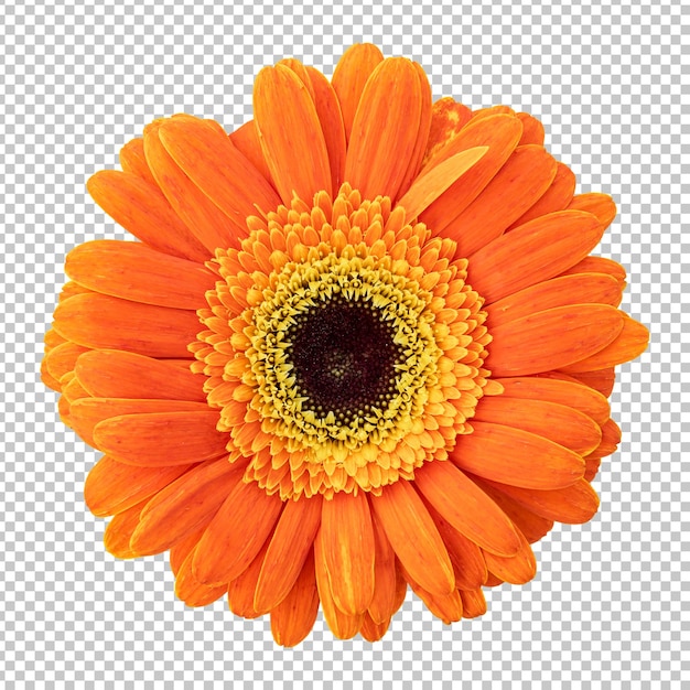 PSD renderização isolada de flor de gerbera laranja