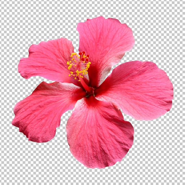 PSD renderização isolada de flor de hibisco rosa