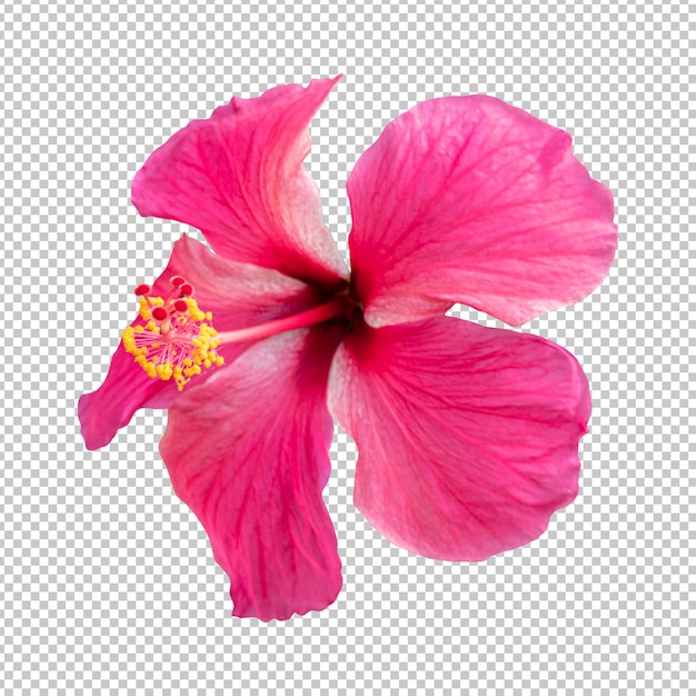PSD renderização isolada de flor de hibisco rosa