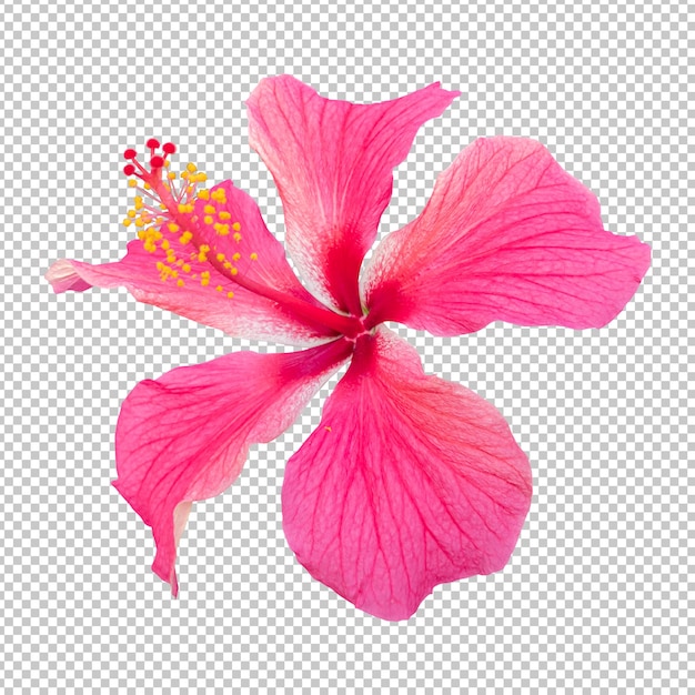 PSD renderização isolada de flor de hibisco rosa