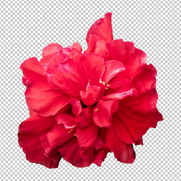 Renderização isolada de flor de hibisco vermelho