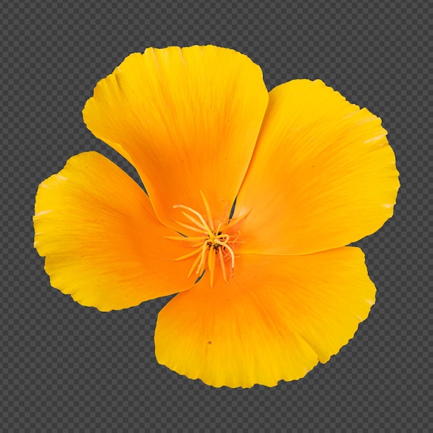 PSD renderização isolada de flor de papoula laranja