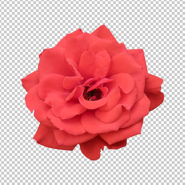 PSD renderização isolada de flor de rosa laranja