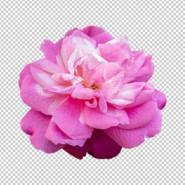 Renderização isolada de flor de rosa