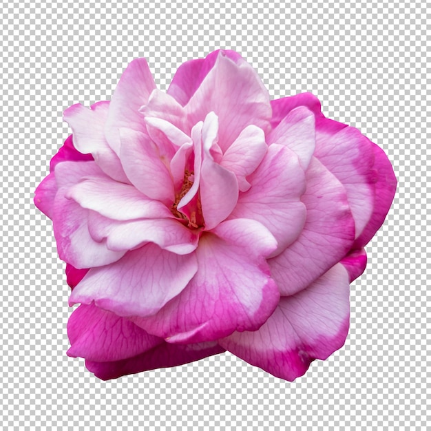 Renderização isolada de flor de rosa