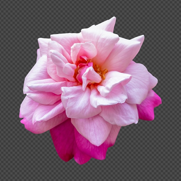 Renderização isolada de flor de rosa