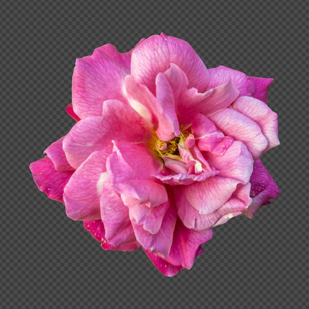 Renderização isolada de flor de rosa