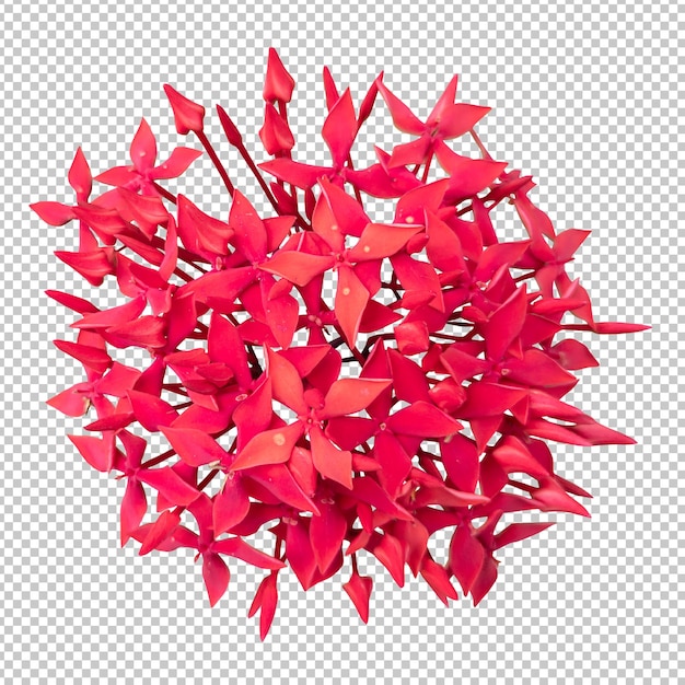 Renderização isolada de flor ixora vermelha