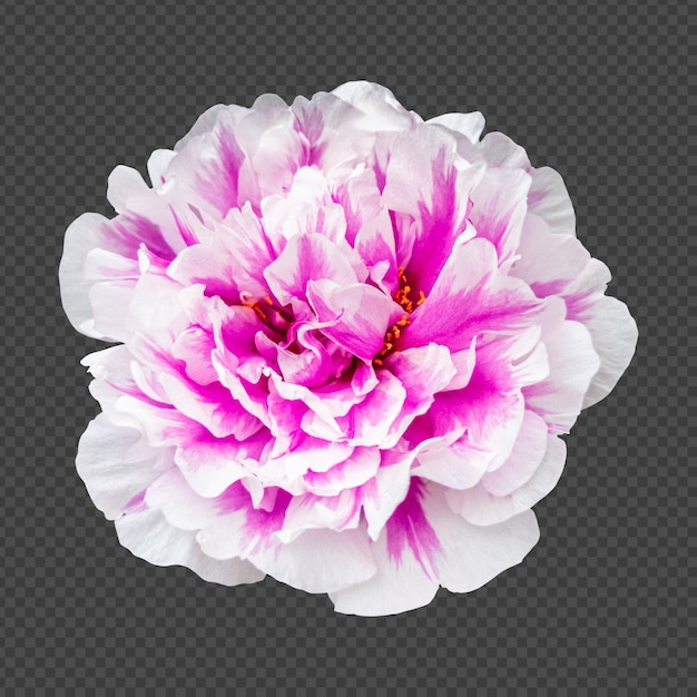Renderização isolada de flor portulaca rosa branca