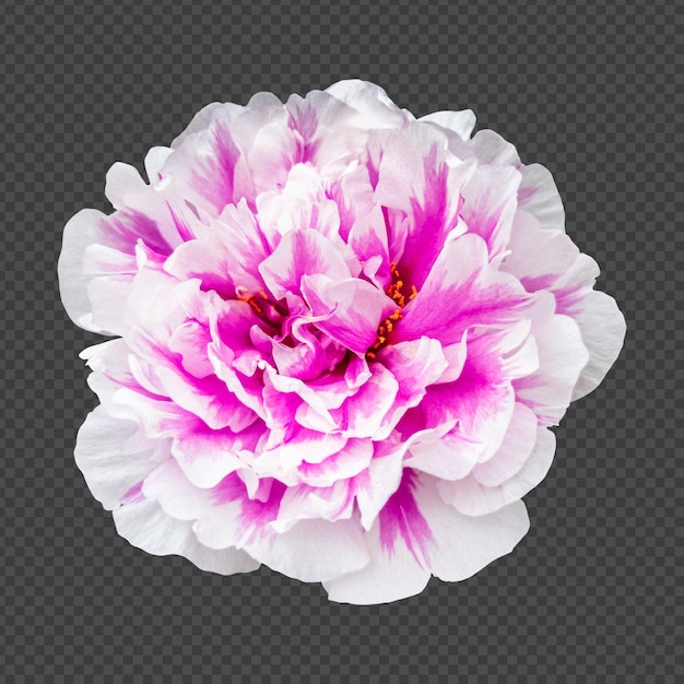 PSD renderização isolada de flor portulaca rosa branca