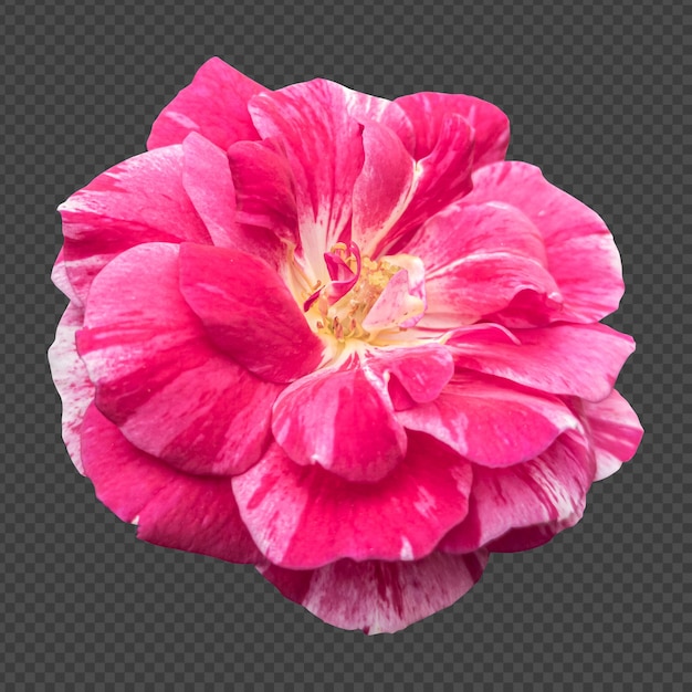 Renderização isolada de flor rosa branca rosa