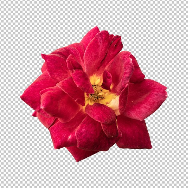 Renderização isolada de flor rosa marrom