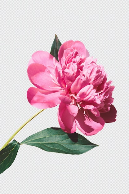 renderização isolada de flor rosa PSD