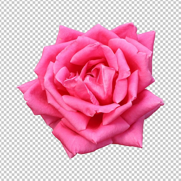 PSD renderização isolada de flor rosa rosa