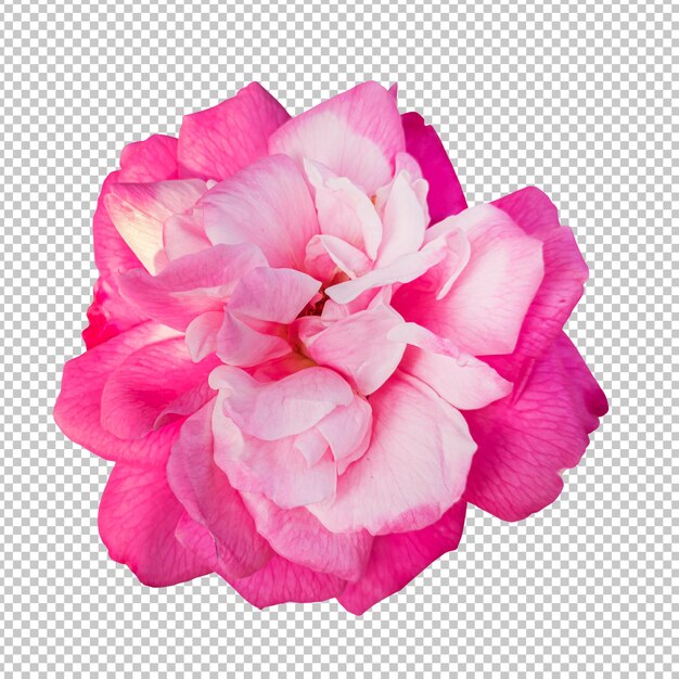 Renderização isolada de flor rosa rosa