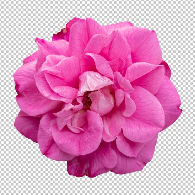 Renderização isolada de flor rosa rosa