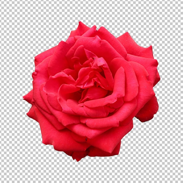 Renderização isolada de flor rosa vermelha